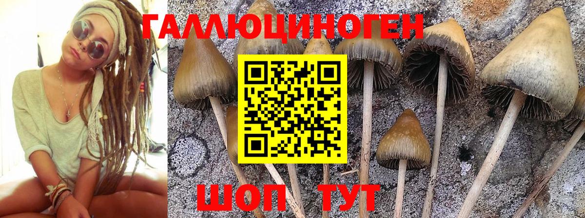 Галлюциногенные грибы Psilocybine cubensis Калининград